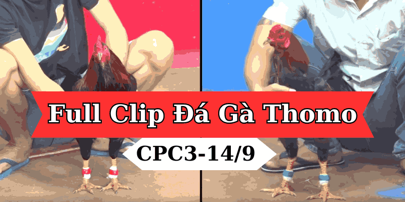 Full Clip Đá Gà Bồ Cpc3 Thomo Campuchia 14/09/2024