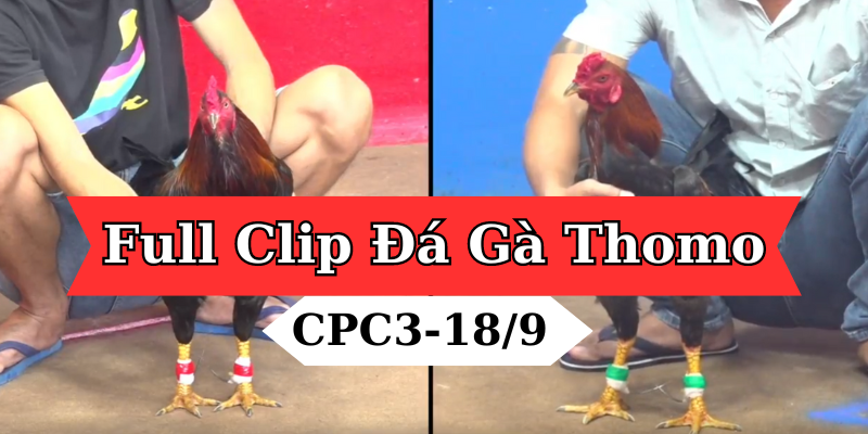 Full Clip Đá Gà Bồ Cpc3 Thomo Campuchia 18/09/2024